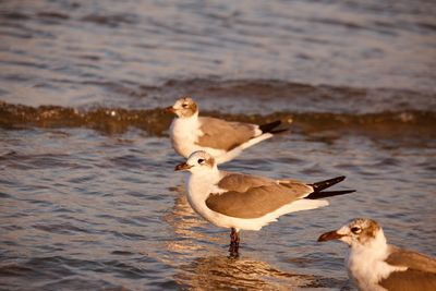 View of birds on beach