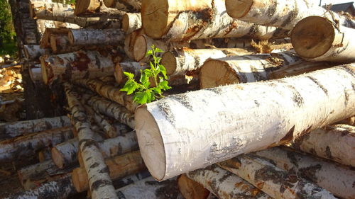 Stack of logs in forest