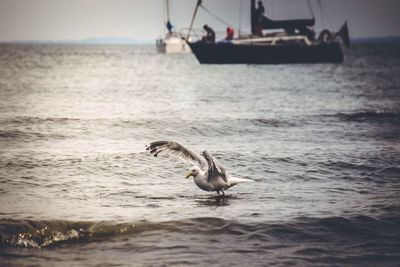 Seagull over sea against boat