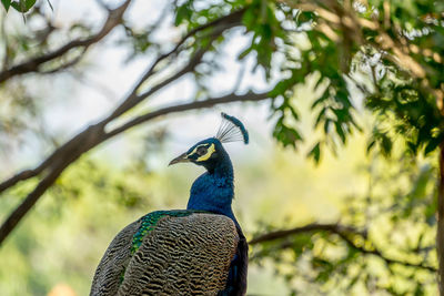 Low angle view of a bird perching on branch