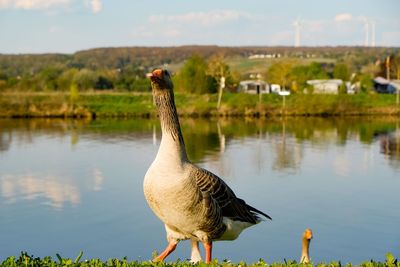 View of a bird in lake