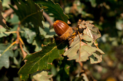 Close-up of leaves on plant