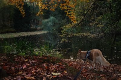 Dog lying down on land during autumn