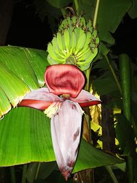 Close-up of flower growing on plant