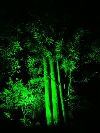 Illuminated trees against sky at night