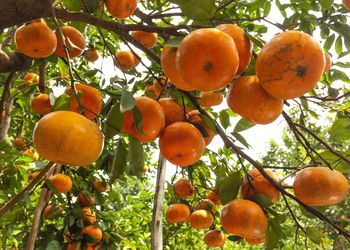 Low angle view of orange fruits on tree