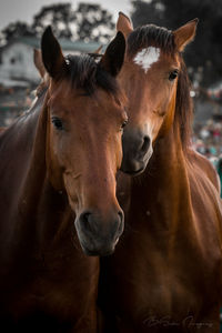 Close-up portrait of horses standing outdoors