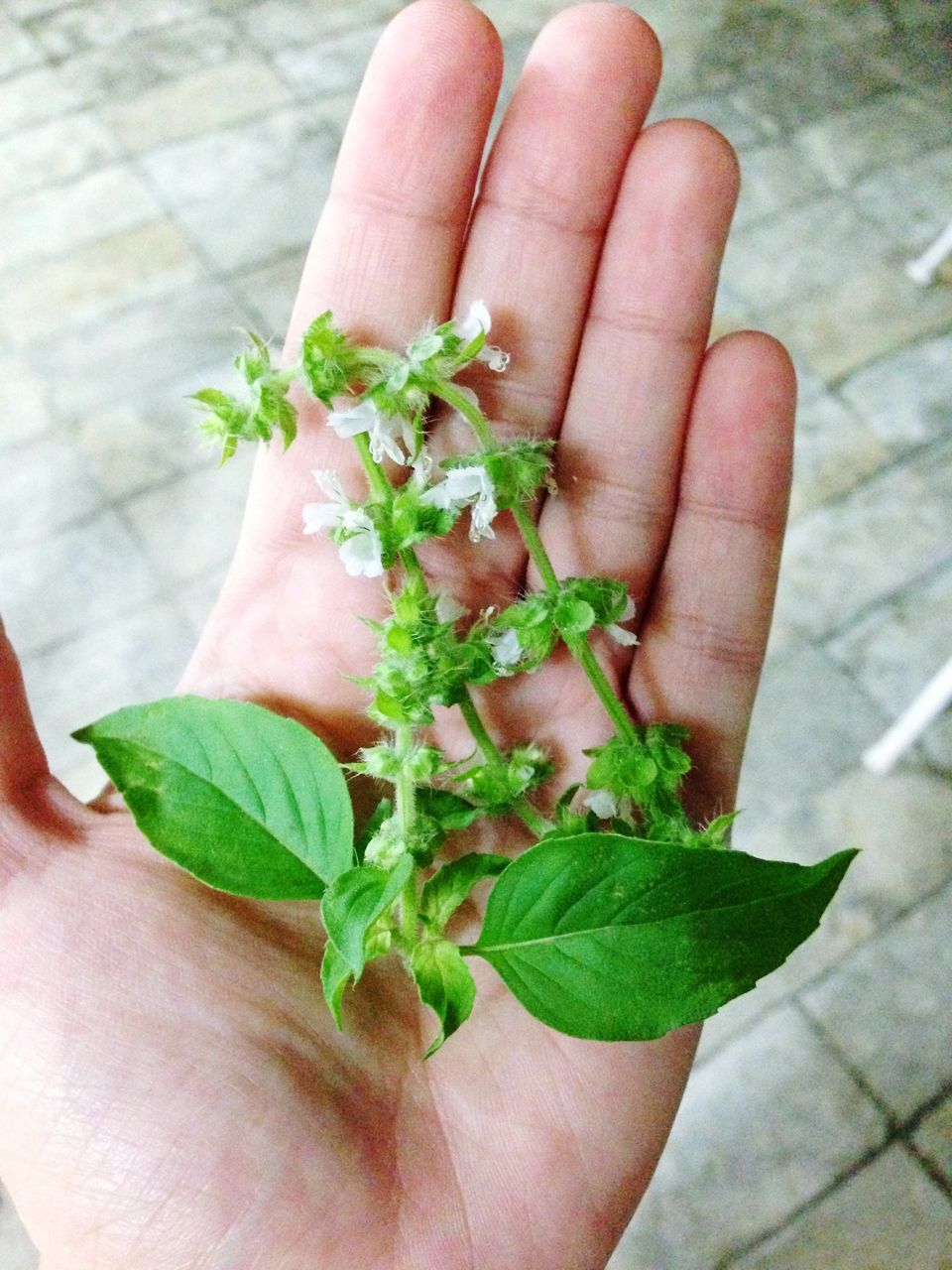 person, part of, leaf, holding, personal perspective, human finger, cropped, unrecognizable person, close-up, plant, freshness, green color, growth, fragility, nature, high angle view, flower