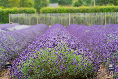 Purple flowering plants on field