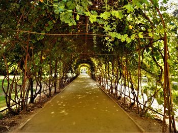 Bridge in forest