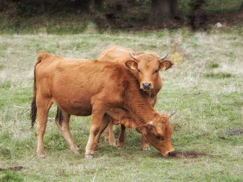 Cow in a field