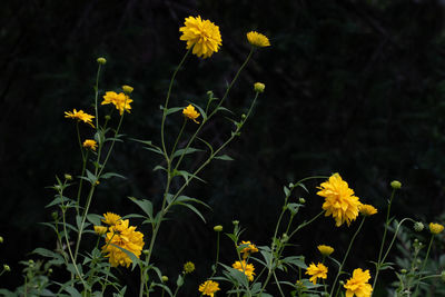 Close-up of yellow flowering plant on field
