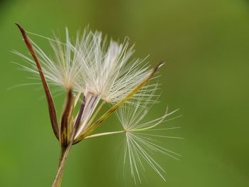 Close-up of dandelion on plant