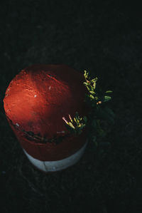 High angle view of fruits on plant at night