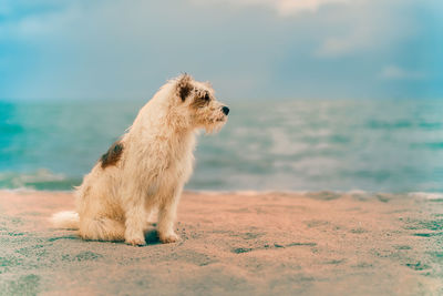 Portrait of the dog looking away on beach