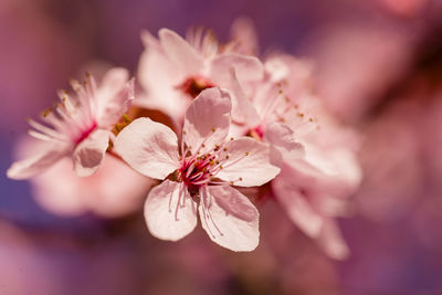 Close-up of pink cherry blossom