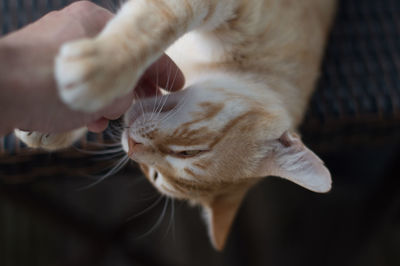 Midsection of person with cat