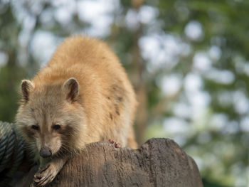 Close-up of a squirrel on tree