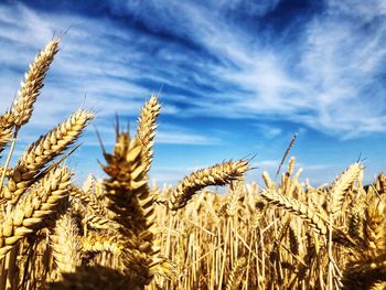 Close-up of wheat growing on field against sky