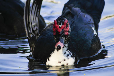 Close-up of duck swimming in lake