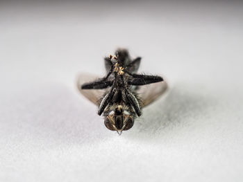 Close-up of housefly on wall