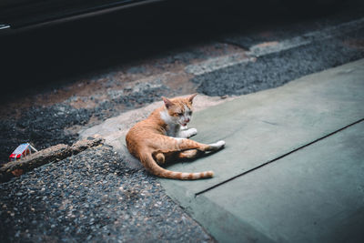 Cat relaxing on footpath in city