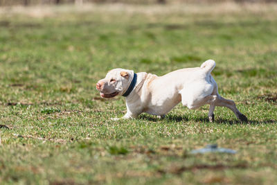 Dogs running on field