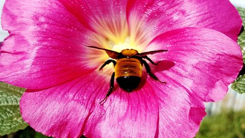 Close-up of insect on pink flower