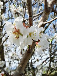 Low angle view of white flowers on tree