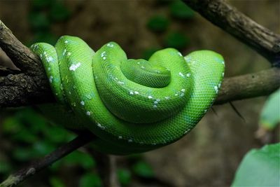 Close-up of snake curled up on branch