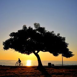 Silhouette tree on beach against sky during sunset