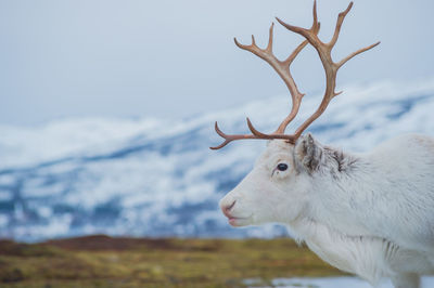 Side view of reindeer standing on mountain against clear sky during winter