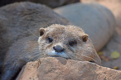 Close-up of an animal