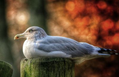 Close-up of bird perching outdoors