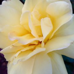 Macro shot of yellow rose flower