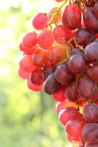 Close-up of cherries on tree