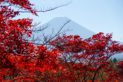 Low angle view of red flowering tree against sky