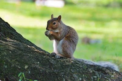 Squirrel on tree