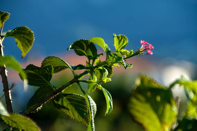 Low angle view of flower tree against sky