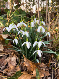 Close-up of white flowering plant