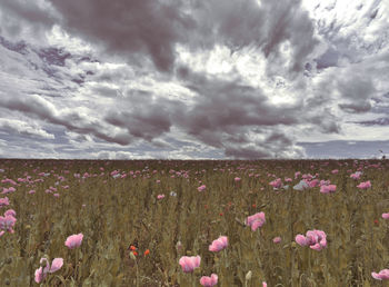 Purple flowering plants on land against sky