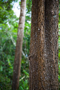 Close-up of tree trunk in forest