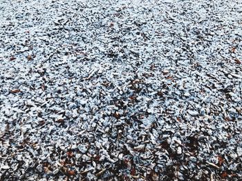 Full frame shot of leaves