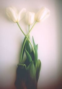 Close-up of white flowers over white background