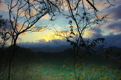 Silhouette bare tree against sky during sunset