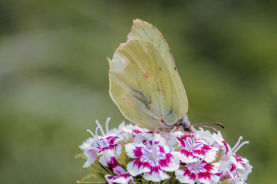 Close-up of butterfly on pink flower