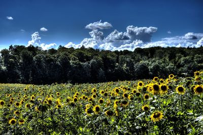 Yellow flowers blooming on field against sky