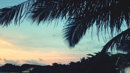 Low angle view of palm trees against sky