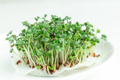 Close-up of salad in plate against white background