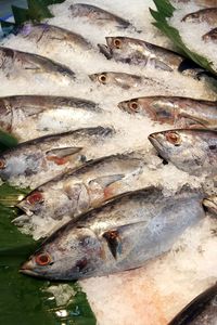 High angle view of fish for sale in market